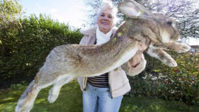largest rabbit breed